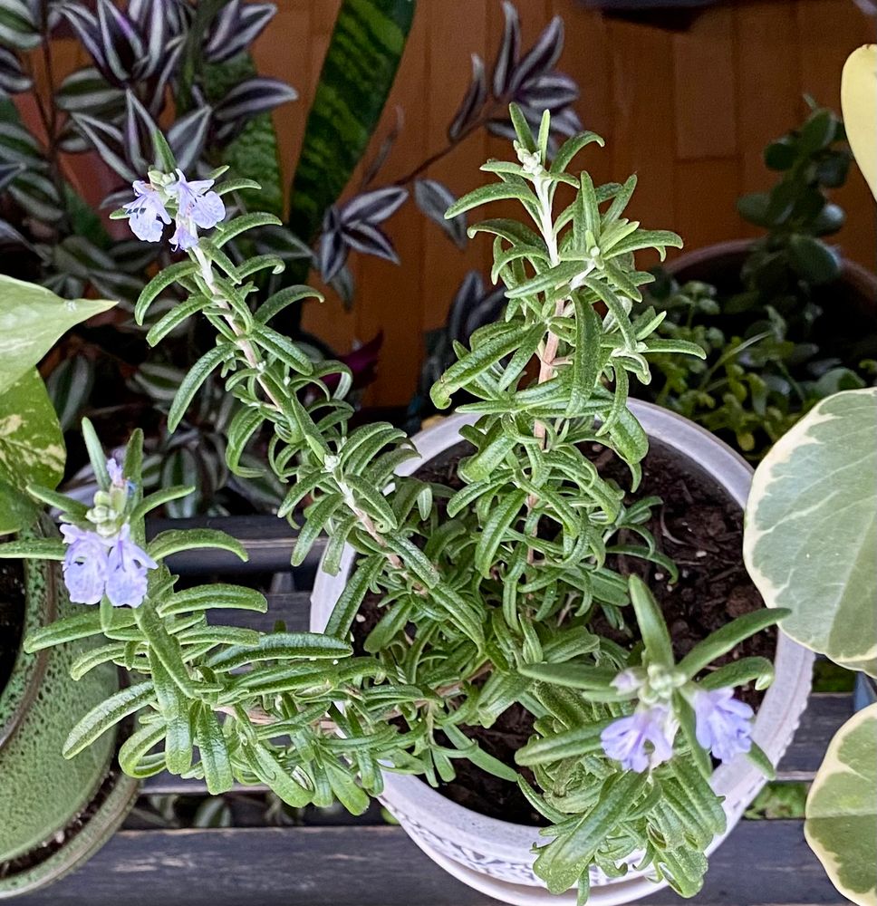 A rosemary potted plant that is blooming light purple flowers. 