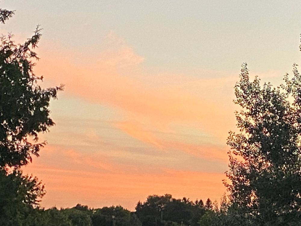 Light pink cloud sunset framed between tree silhouettes 