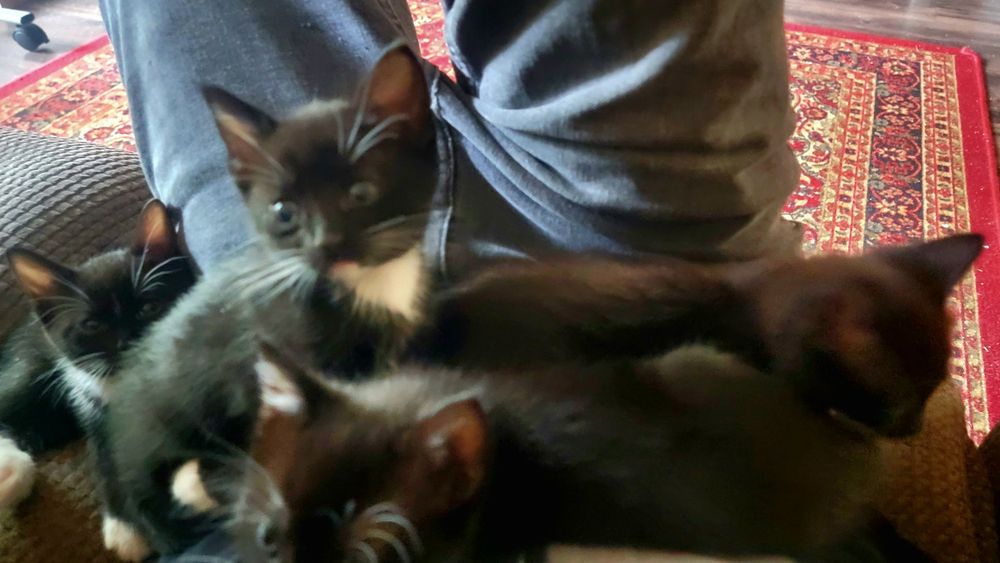 A pile of four kittens where my laptop should be.