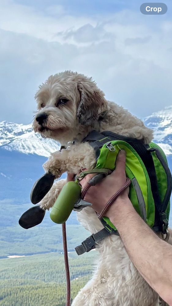 Dog looking indifferent 