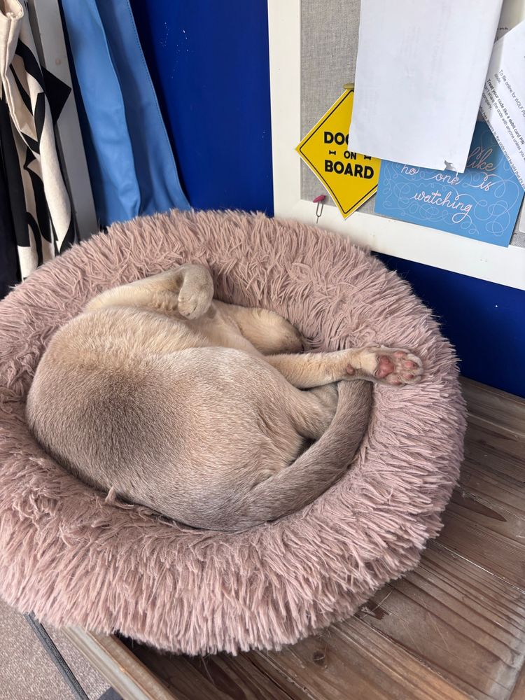 A grey Burmese cat lies in an attempt to recreated a gordian knot in a fluffy donut bed. Heat is too much for him
