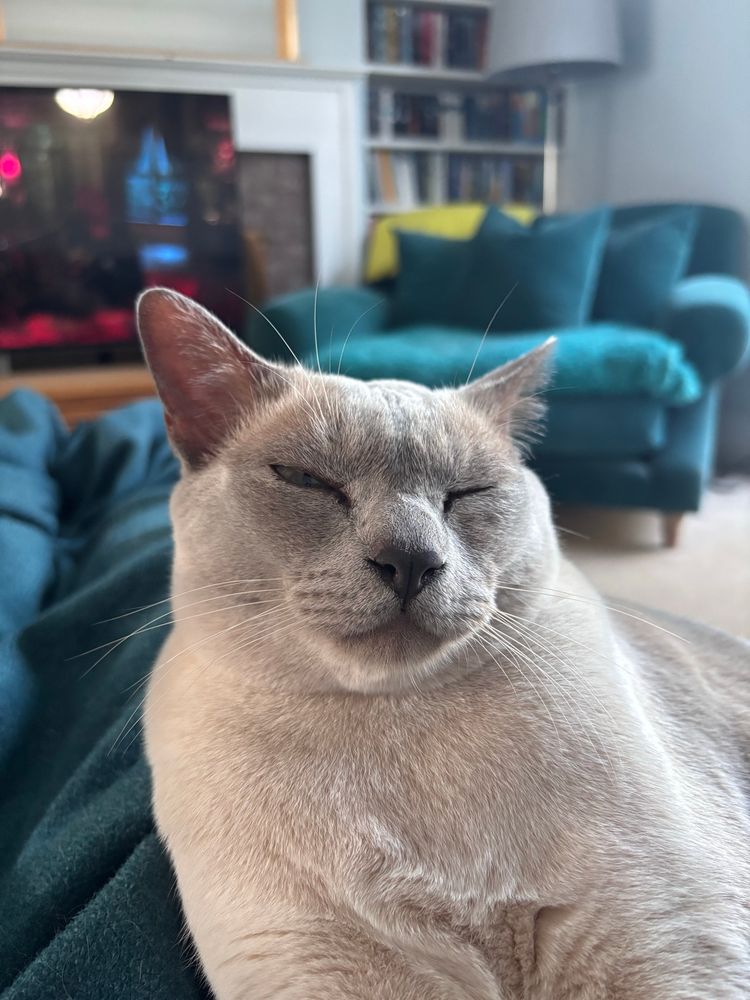 A smug grey Burmese leans up against his human smirking at his sneaky ways