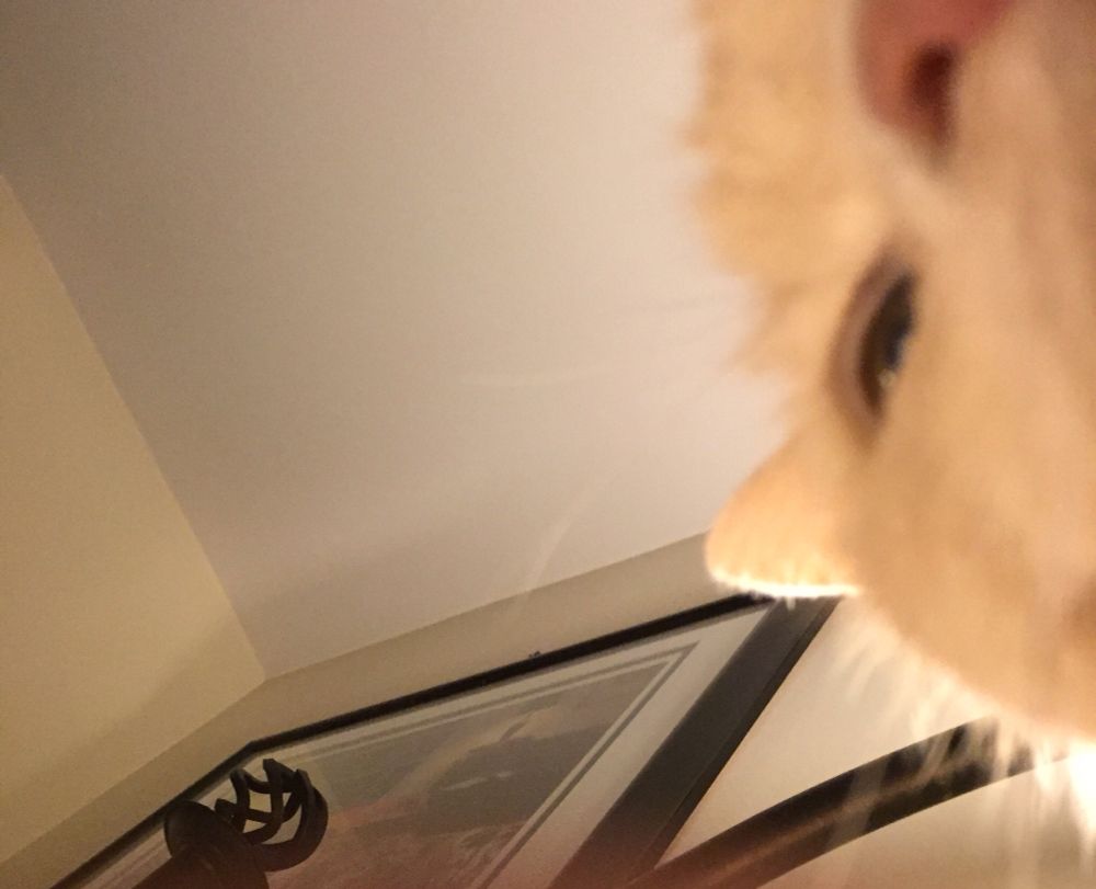A corner of the face of an orange tabby in a selfie he took with his polydactyl paw