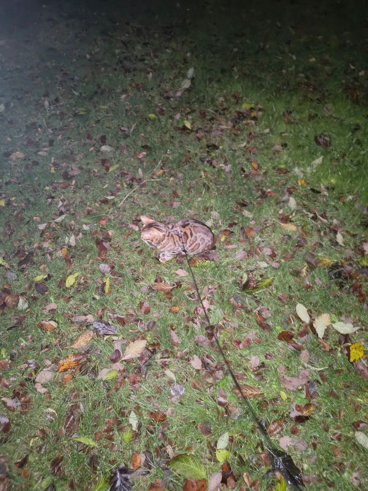 Very small kitty in a field. Camera flash making her look like some kind of horror beastie 
