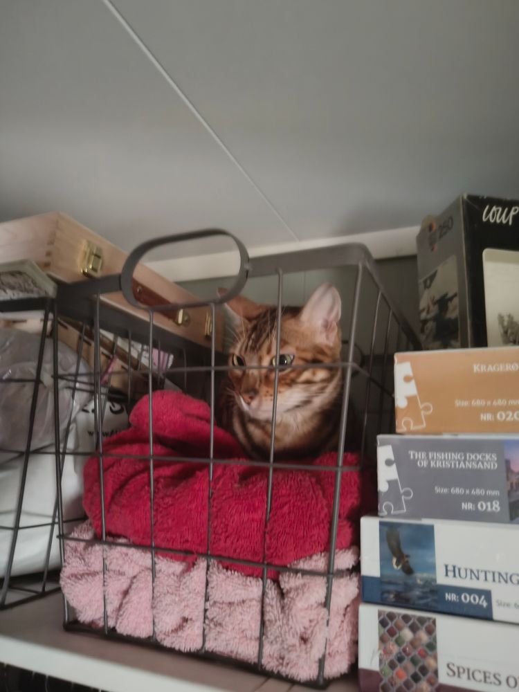 Tiny kitty sits on a stack of towels in a wire basket 