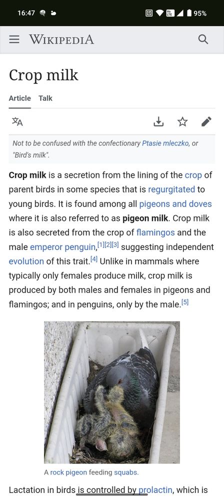 Wikipedia article about bird milk