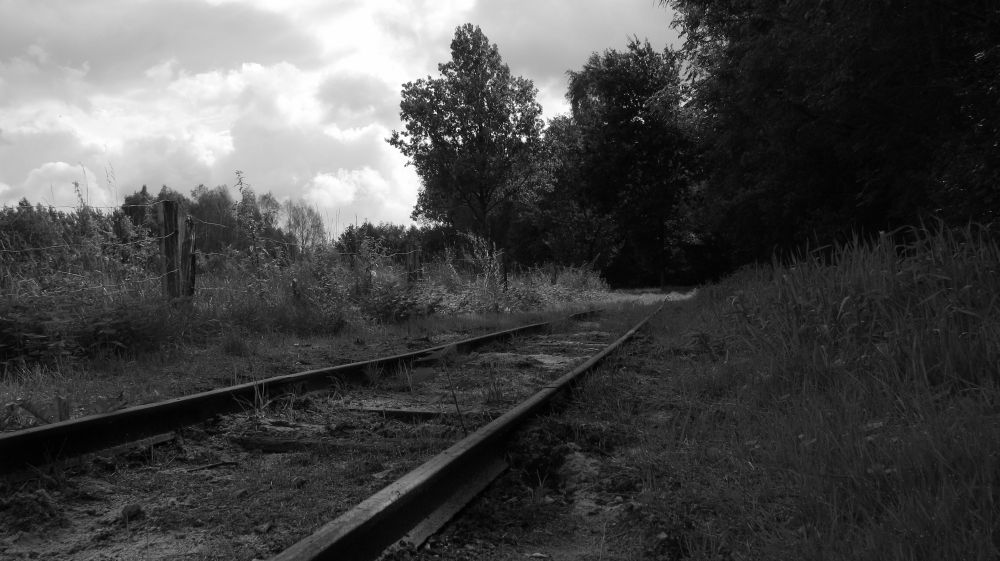 Gleise, die in ein Waldstück führen.