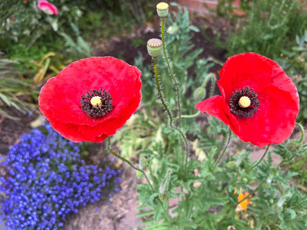 Bright red poppies in a garden bed.