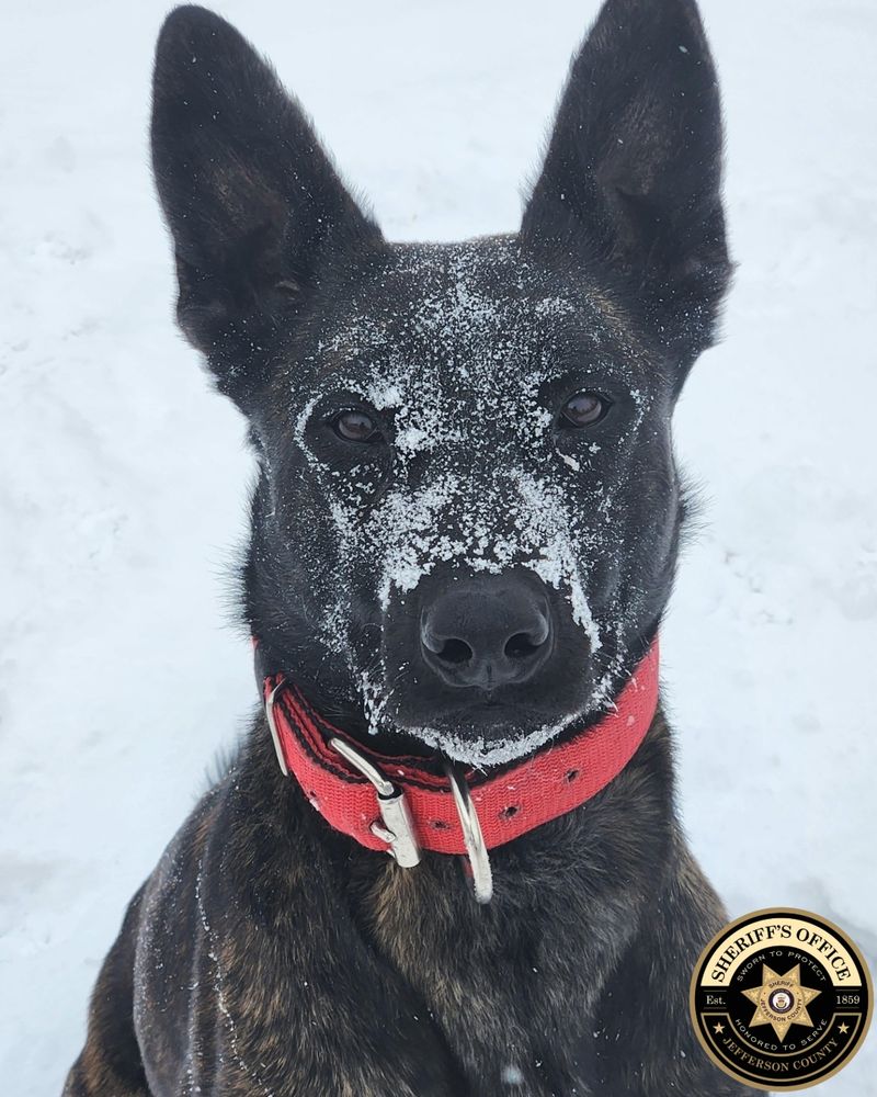 A Dutch Shepherd K-9 named Lucca stands in the snow with a red collar and snow covering her face. A Jefferson County Sheriff’s Office logo appears in the corner.