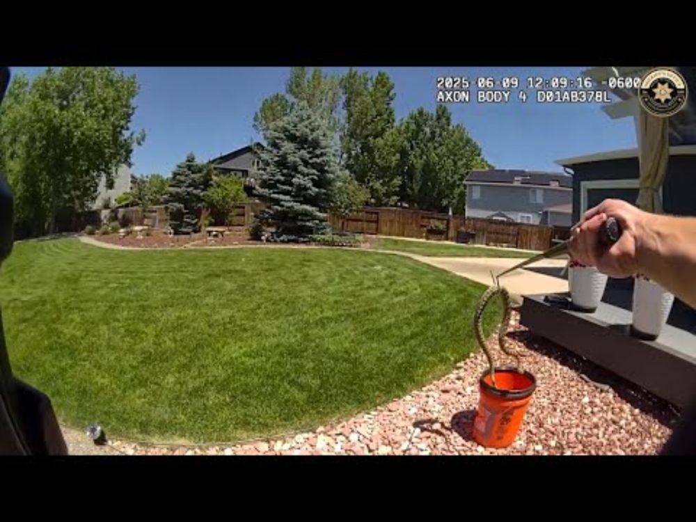 Rattlesnake Wrangler