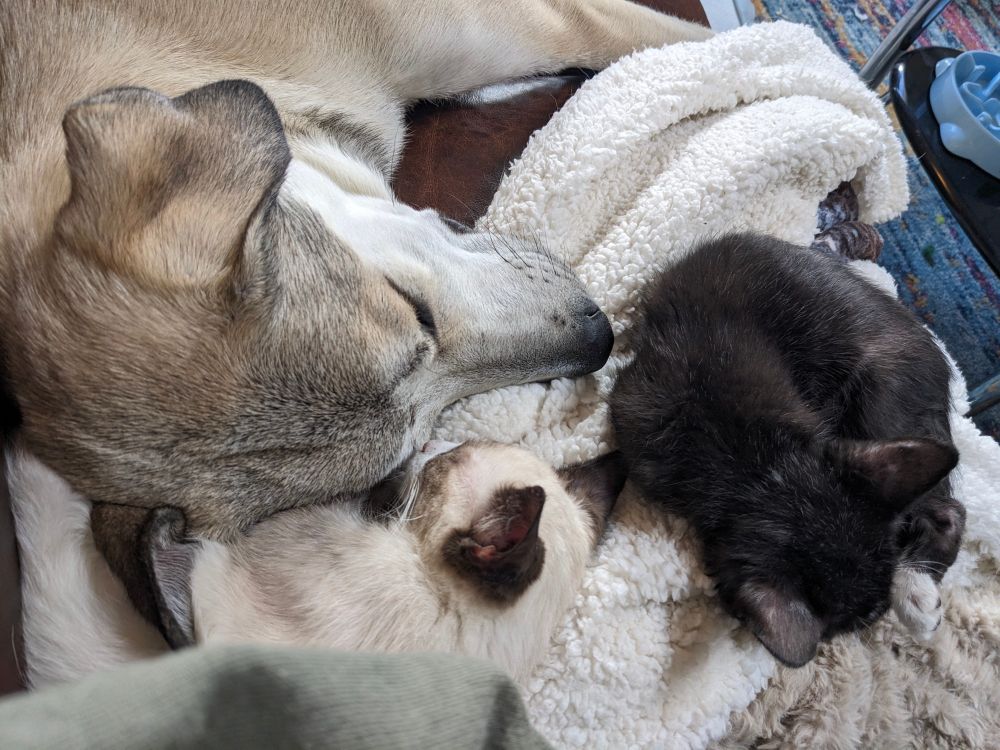 Two kittens and a big puppy sleeping together on a couch, where the soft fuzzy blankets live. One kitten is curled up against the pups head, the other curled up near his nose. 
