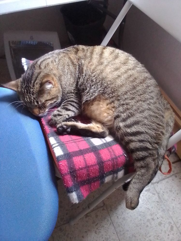 our cat Bebo taking a nap