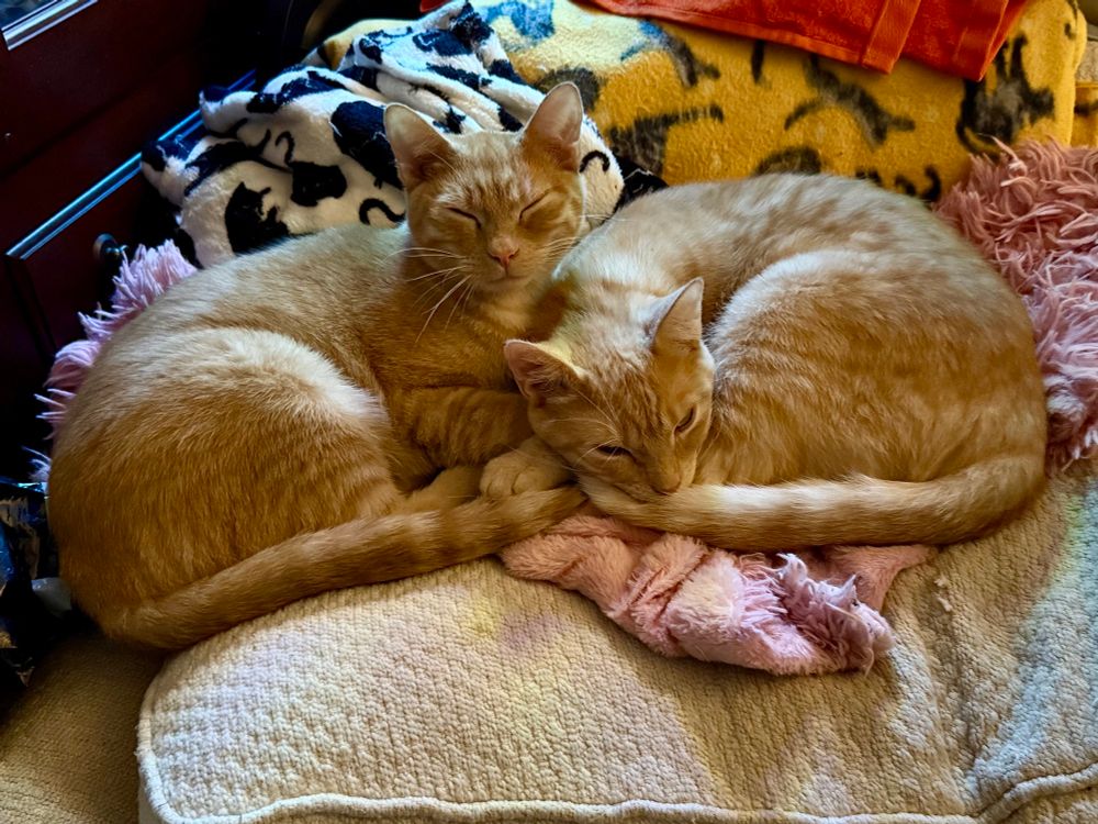 Two ginger cats cuddling. 