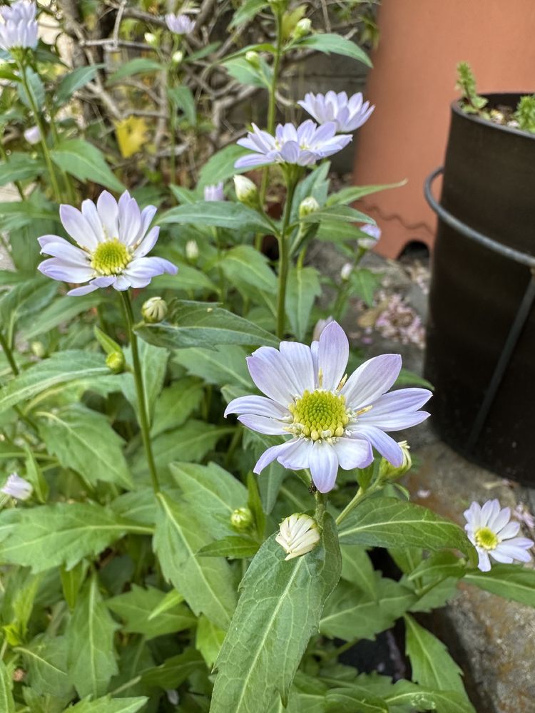 緑豊かな葉に囲まれ、中心が黄色の繊細な薄い紫色の花がいくつか咲いている。背景には鉢植えの植物も見える。