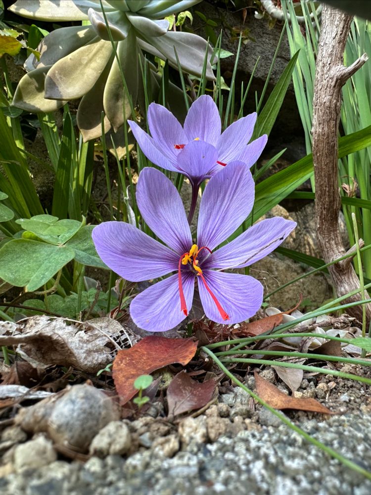 目立つ赤い雄しべを持つ鮮やかな紫色の花が土の上で咲いている。周囲には葉や枯葉、小石が見える。