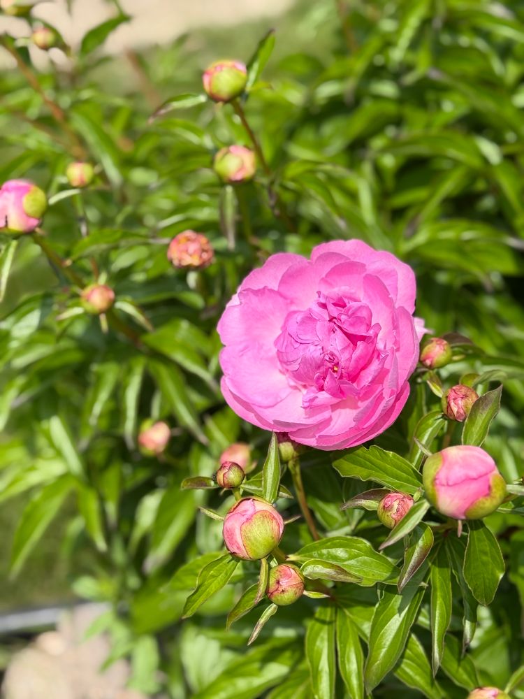 The first bright pink peony bloom of the year. Many more buds are shown ready to bloom in a few days. 