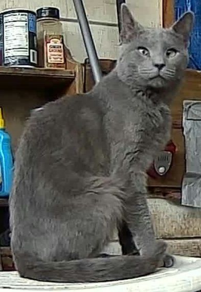 Gray cat posing for a picture 