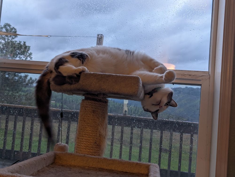 White and grey cow cat lounging on cat tree with head hanging upsidedown off one side and tail off the other.