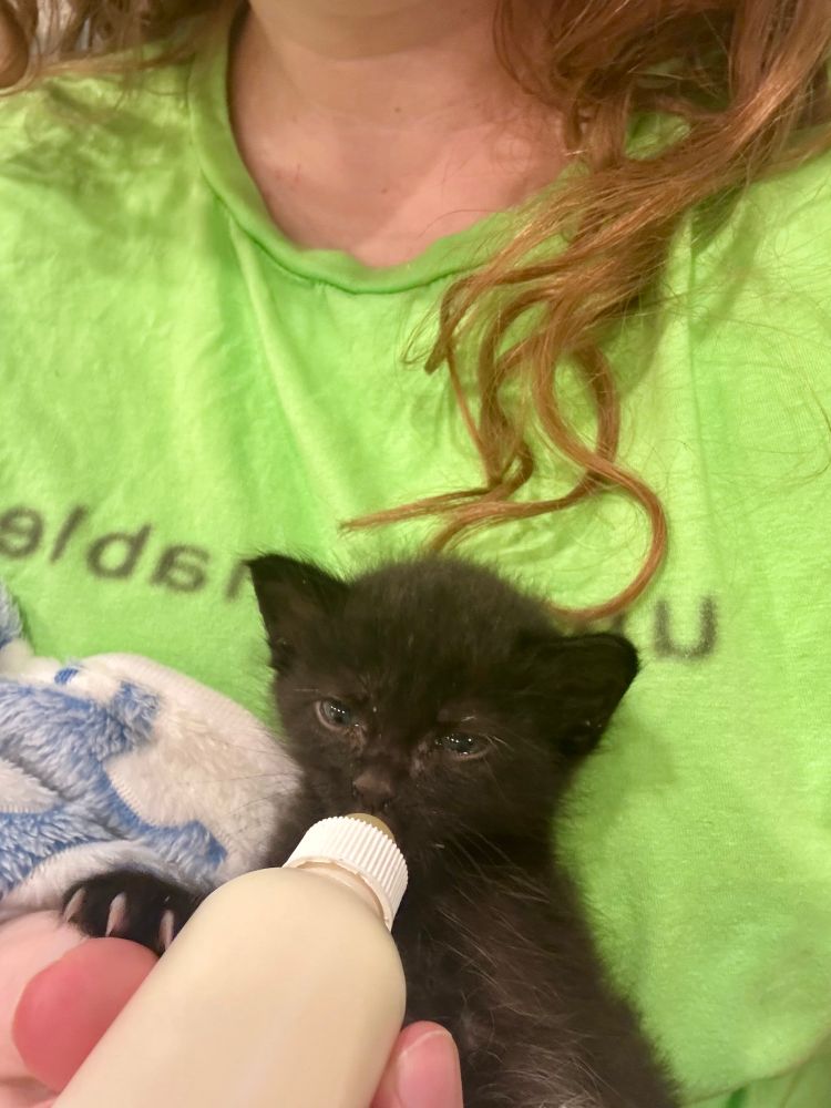 An incredibly tiny black kitten is being held while bottle fed. She is roughly the size of an adult human’s hand. In the background is the person holding her, wearing a bright green shirt. A light blue and white blanket is snuggled around the kitten, and she has one of her paws resting on the hand holding the bottle.