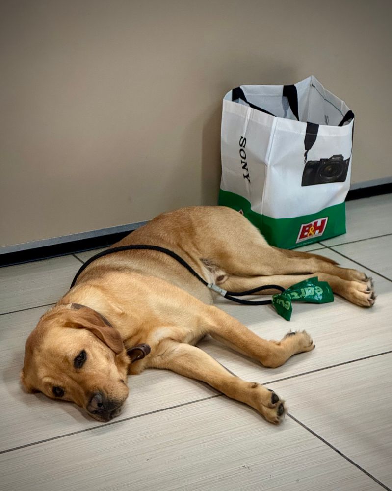 A dog lies on his side on a tiled floor. Next to him is a bag from B&H camera store in New York City. 