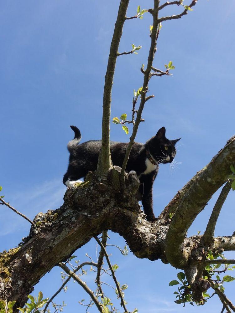 ged, a tuxedo cat, climbs on a limb of an apple tree