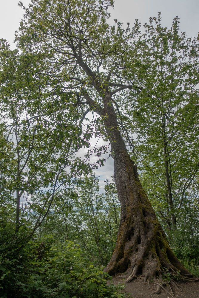 a massive big leaf maple leans over a bluff