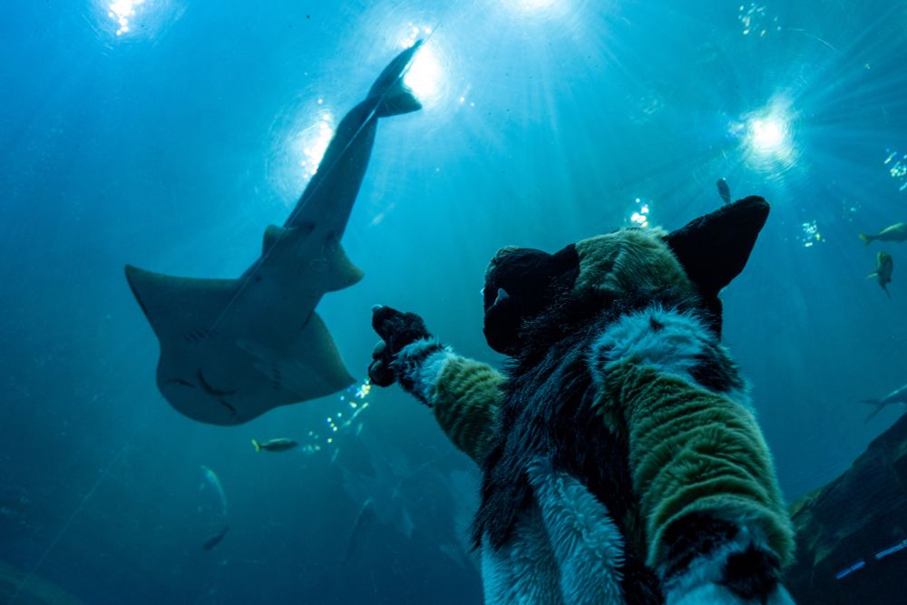 Takula points at what's probably a Bowmouth Guitarfish at the Georgia Aquarium. Do you have any idea how many minutes it took him to look that uP??? 