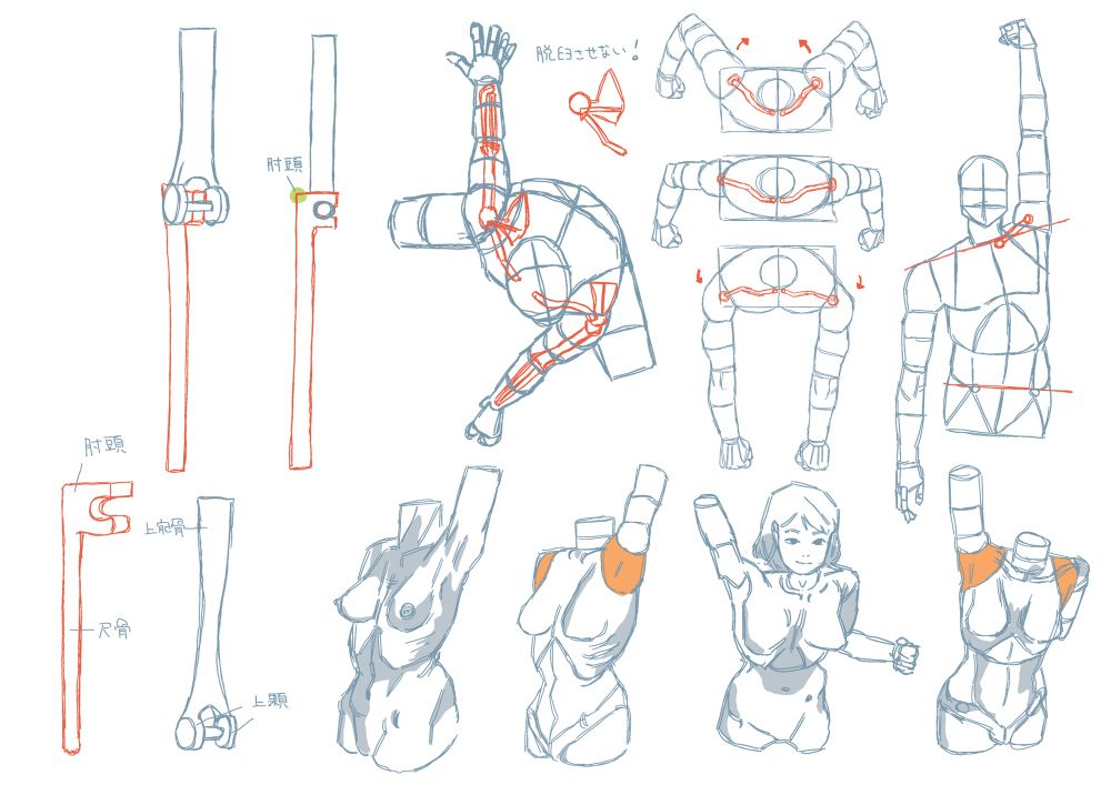 腕及び肩の勉強