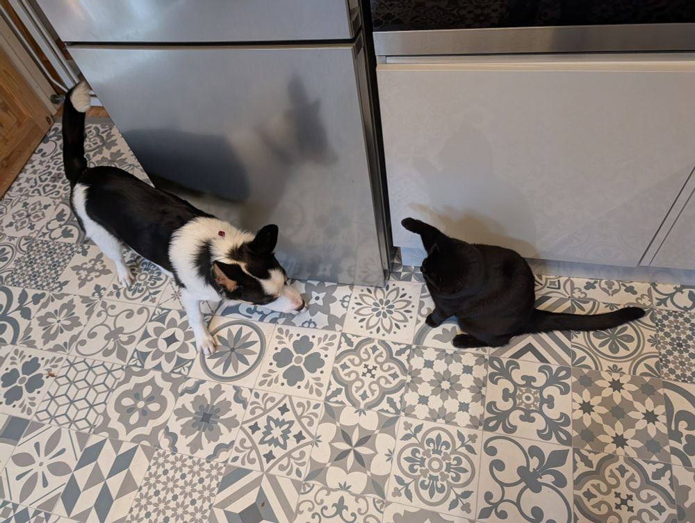 A medium collie pup warily approaching a podgy black cat. The cat is holding her paw up in a threatening manner