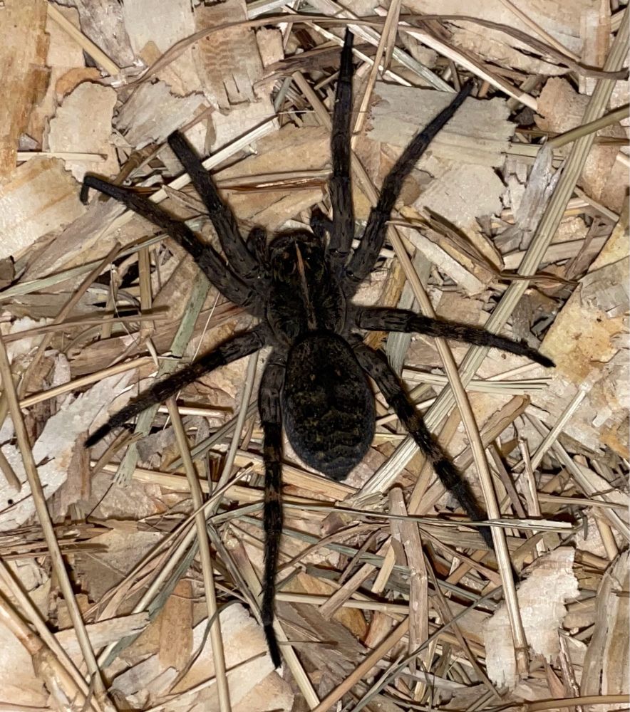 Wolf spider