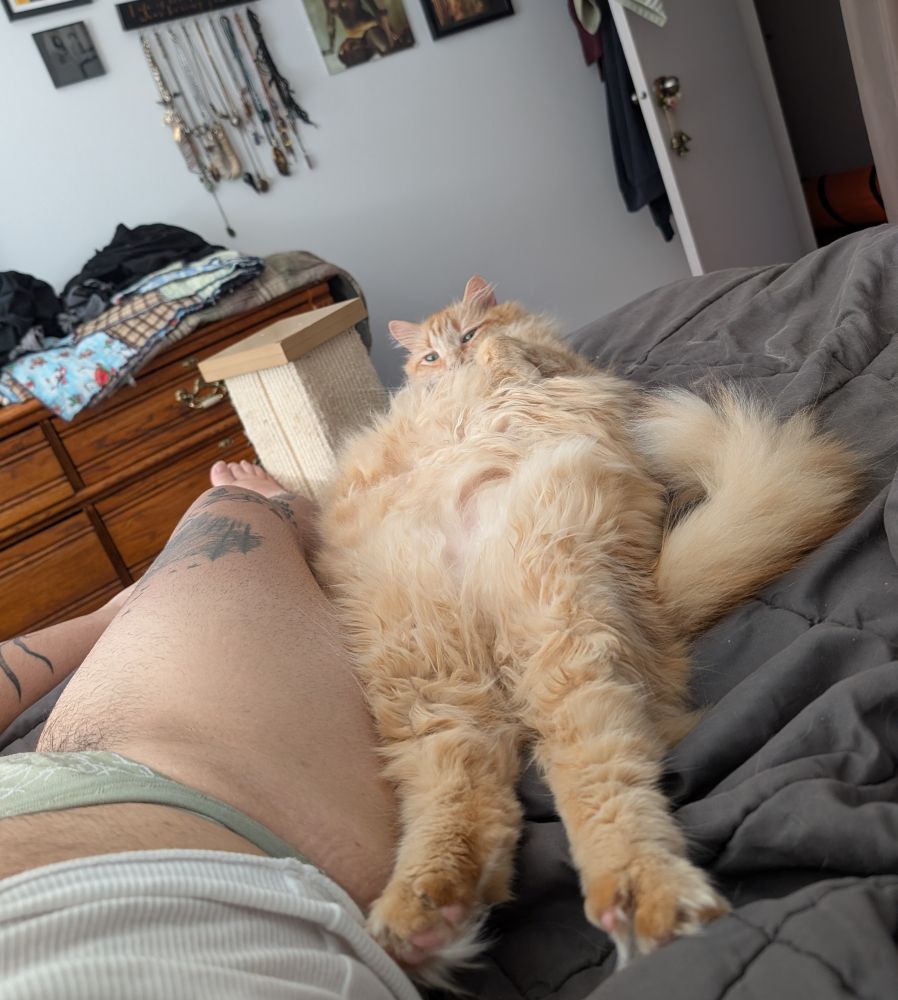 An orange cat lays on his back and stares at the camera. Full fluffy belly is on display, as well as his fluffy tail. To the left is his human's thigh leg, tattoos on the lower half slightly visible. The human is wearing just green underwear, and bush can be seen peeking through. The human is also wearing a white tank that has ridden up a bit, and some stomach is also visible. 
In the background is a messy wooden dresser, against a white wall where one can see some photos and jewelry is hanging.
