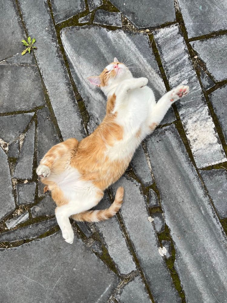 ein rot/weißer kater wälzt sich auf dem steinboden und zeigt seinen bauch 