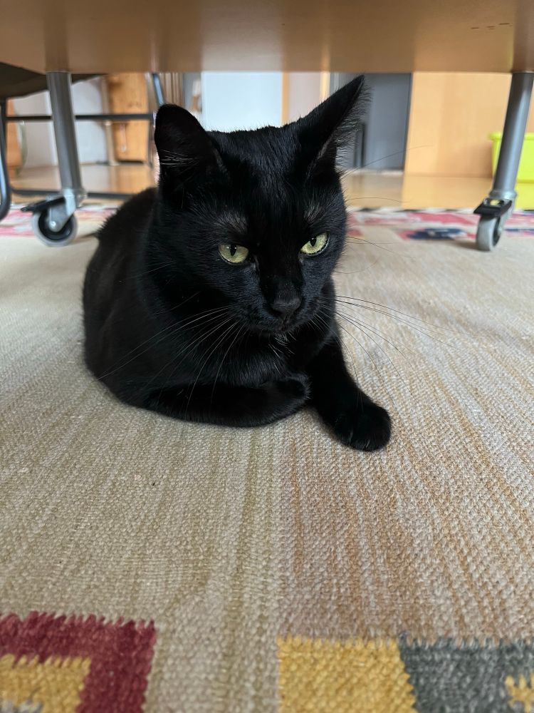 eine schwarze katze liegt auf einem teppich unter einem couchtisch 