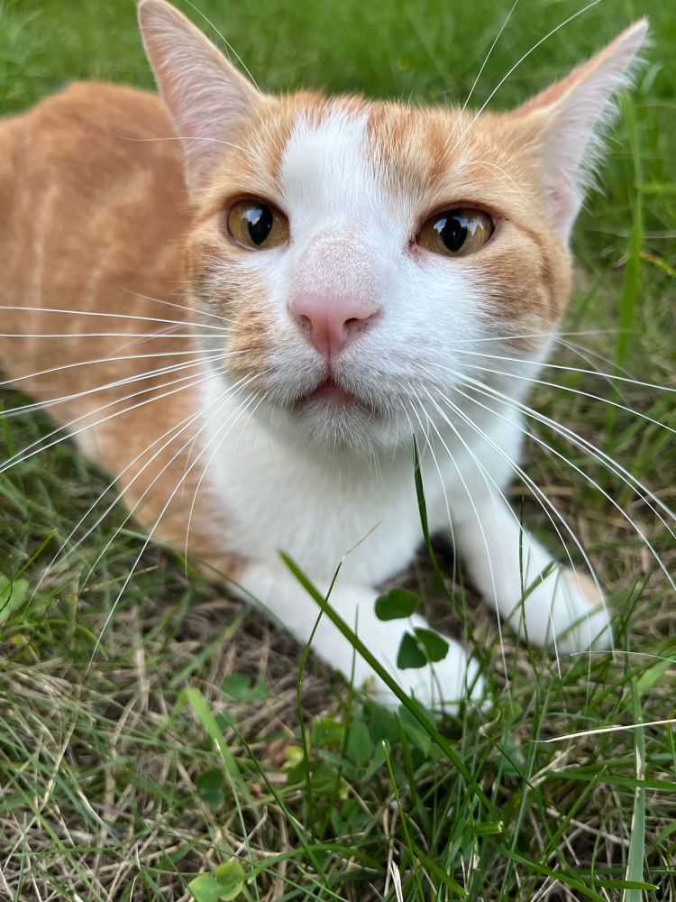 ein rot/weißer kater schaut verwirrt in die kamera 