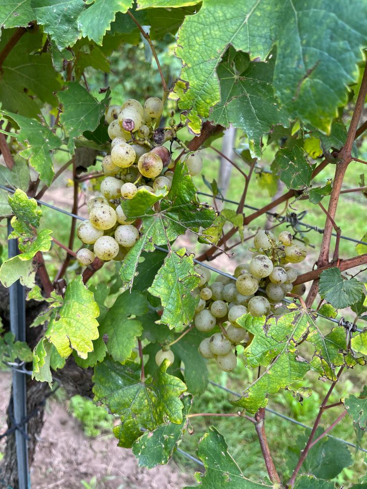 reife weintrauben auf weinreben 