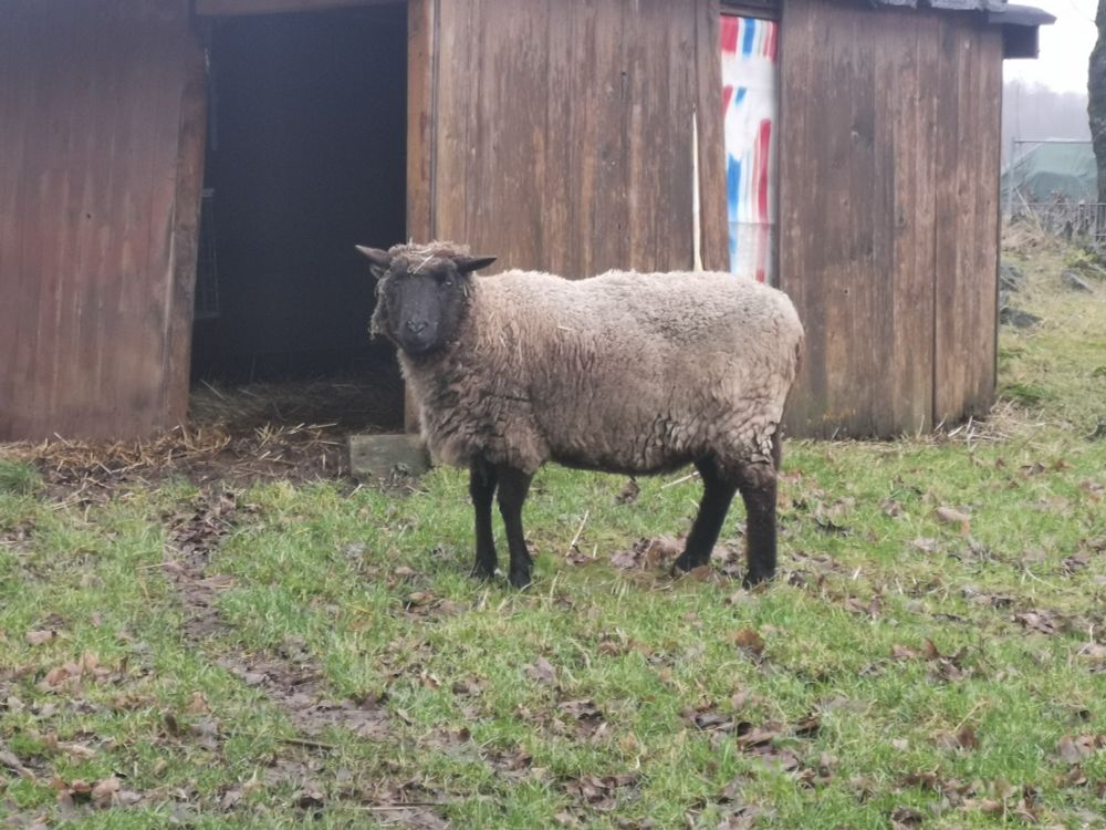 Ein Schaf auf der Wiese, im Hintergrund ein Stall.