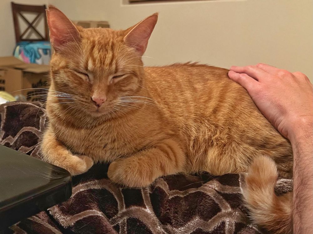 An orange tabby cat lays on a fuzzy blanket in a human lap, eyes closed, looking very relaxed. One of the human’s hands is petting the cat’s butt. 