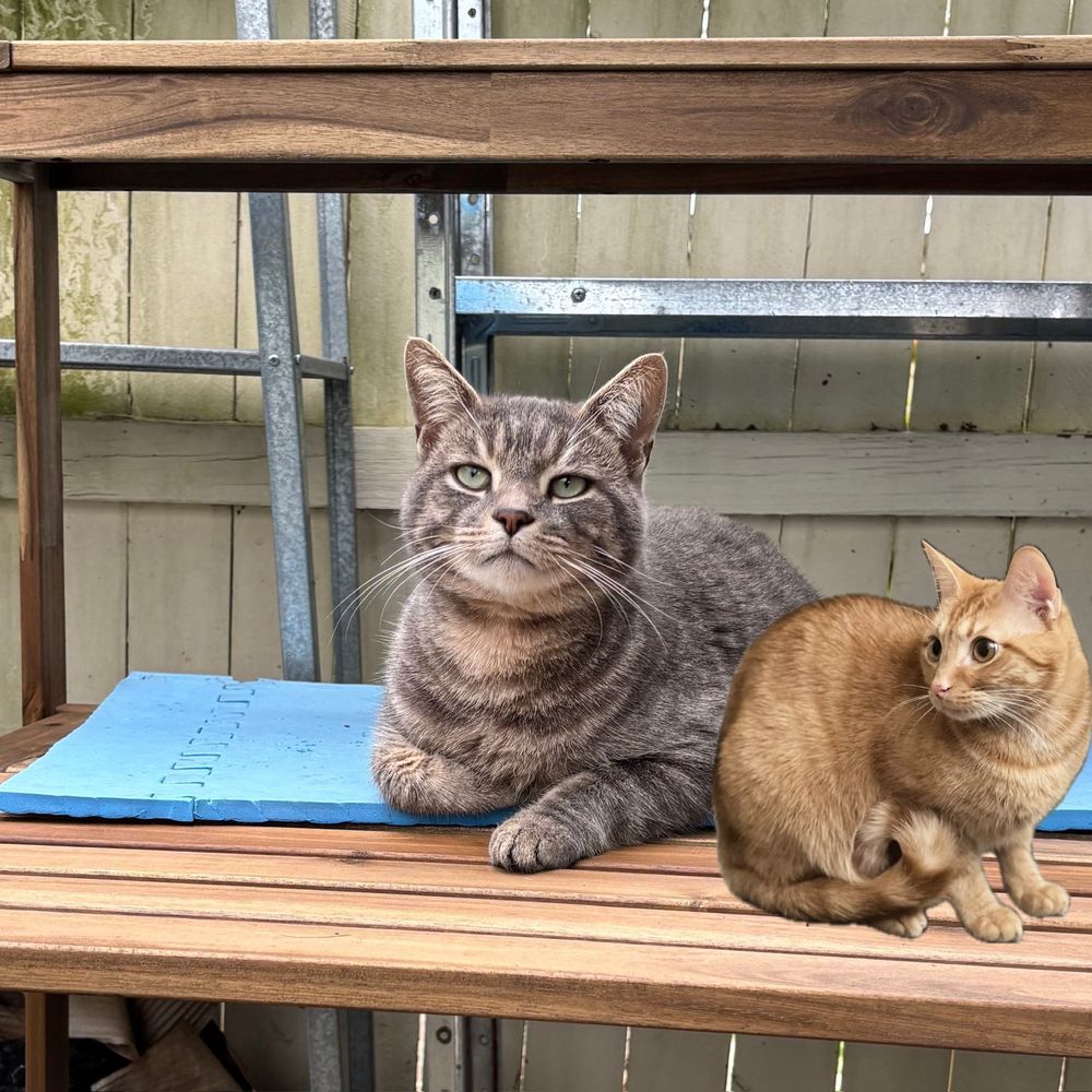 The same photo as the top level post (Billy the gray tabby cat laying on a wooden bench) but now an orange tabby cat has been photoshopped in beside Billy