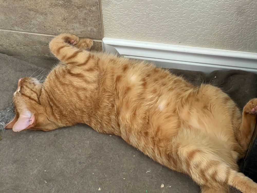 An orange cat sleeps confidently on his back, exposing his fluffy belly.  