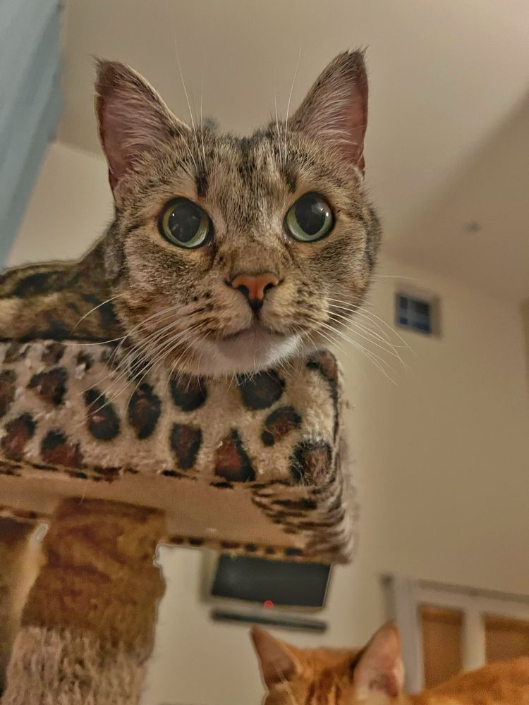 A gray-black-brown tabby cat with white chin lays on a high platform of a cat tree. She’s looking down at you with wide green eyes. In the background, the ears and forehead of an orange cat are blurry but visible. 