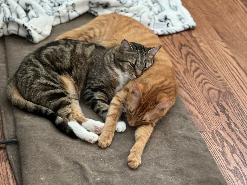 An orange cat is stretched out long on a blanket, while his gray-black-brown tabby friend rests her cheek on his shoulder. 