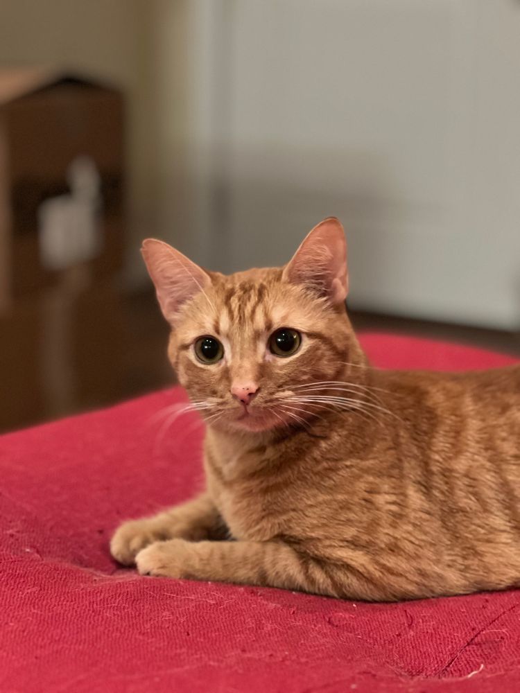 An orange cat is laying on a red cushion, looking at something behind the camera. His orange eyes are wide and his ears are perked up. 
