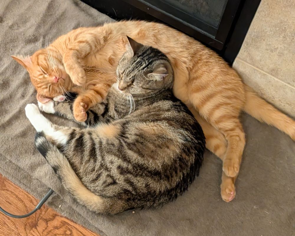An orange cat is laying on a blanket, rolled partway into his back. A gray-black-brown tabby cat with white paws is snuggled up into his belly. 