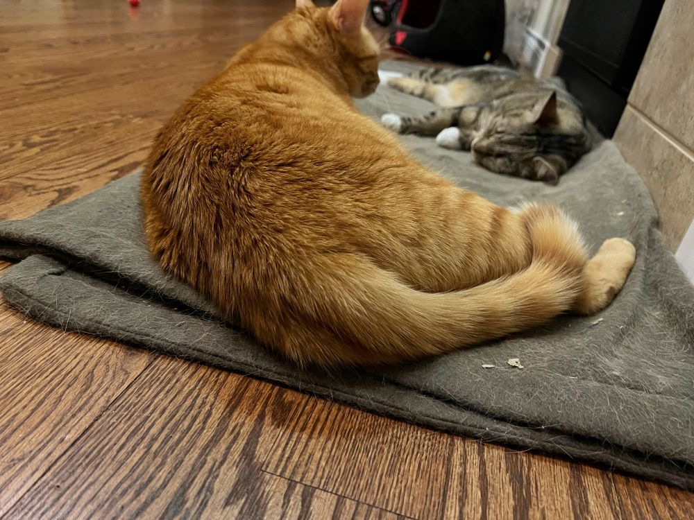 An orange cat’s stripy orange backside 