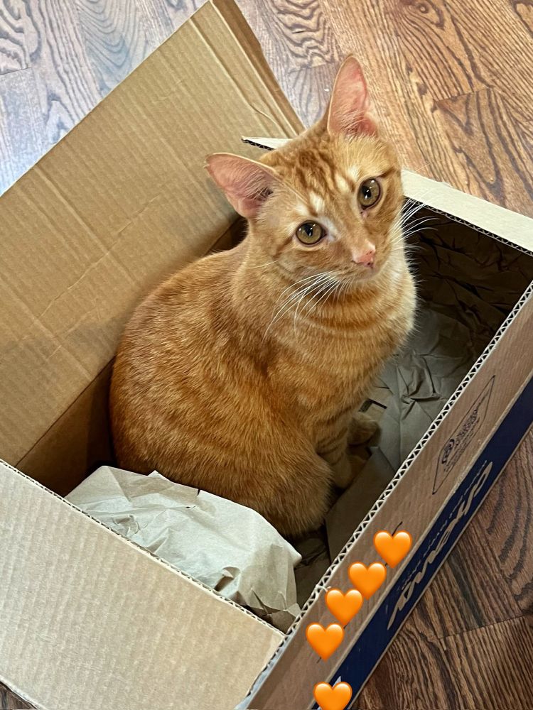 An orange cat sits in a cardboard box, looking up at the camera with wide orange eyes. 