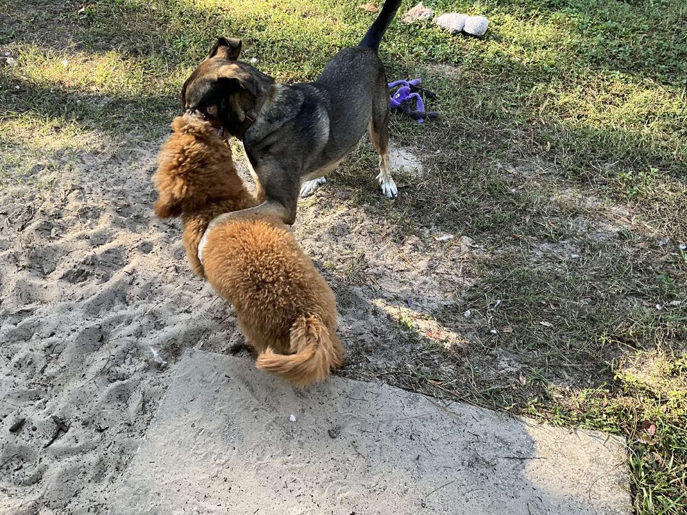 German shepherd mix playing with a mini golden doodle in a backyard 
