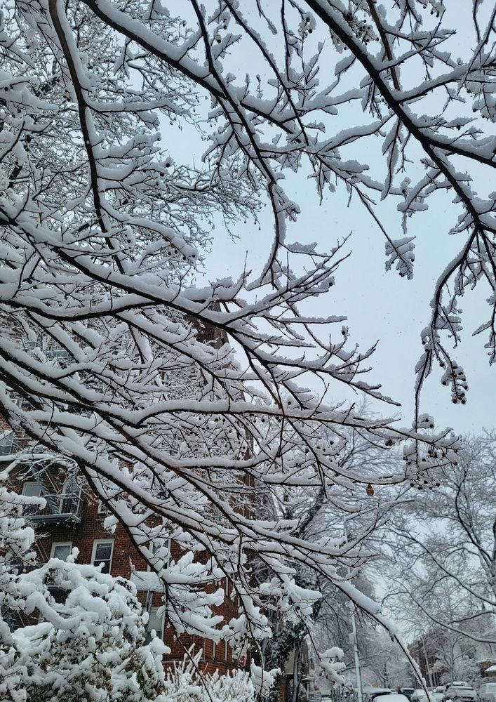 The leafless branches of a tree are all covered in snow in front of a red brick apartment building