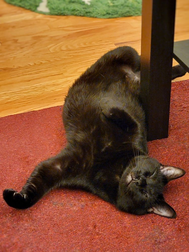 A black cat sleeps peacefully upsidedown on a red rug, slightly curled around the leg of a coffee table and with one paw dramatically outstretched