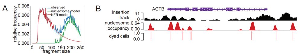 Transcription factors create accessibility through distinct mechanisms involving nucleosome sliding and eviction.
A) Estimation of nucleosome-free (NFR) and nucleosomal fragment probabilities using ATAC-seq fragment size distributions.
B) Example genomic locus showing ATAC insertion profile, nucleosome occupancy scores, and dyad positions inferred from NucleoATAC.