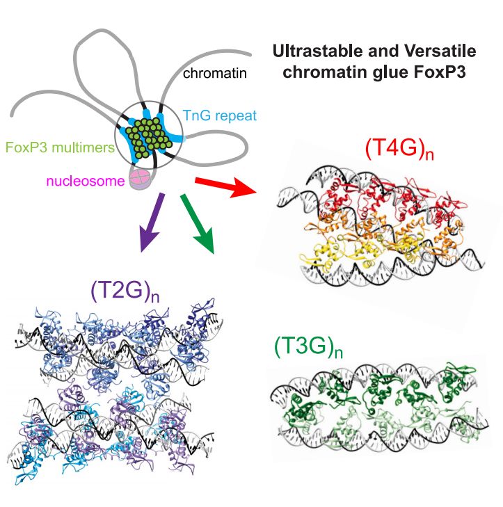 Microsatellites are essential genomic components increasingly linked to transcriptional regulation. FoxP3, a transcription factor critical for regulatory T cell (Treg) development, recognizes TTTG repeat microsatellites by forming multimers along DNA. However, FoxP3 also binds a broader range of TnG repeats (n = 2–5), often at the edges of accessible chromatin regions. This raises questions about how FoxP3 adapts to sequence variability and the potential role of nucleosomes. Using cryoelectron microscopy and single-molecule analyses, we show that murine FoxP3 assembles into various distinct supramolecular structures, depending on DNA sequence. This structural plasticity enables FoxP3 to bridge 2–4 DNA duplexes, forming ultrastable structures that coordinate multiple genomic loci. Nucleosomes further facilitate FoxP3 assembly by inducing local DNA bending, creating a nucleus that recruits distal DNA elements through multiway bridging. Our findings thus reveal FoxP3’s unusual ability to shapeshift to accommodate evolutionarily dynamic microsatellites and its potential to reinforce chromatin boundaries and three-dimensional genomic architecture.